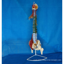 Human Spinal Vertebra Skeleton Model for Medical Teaching (R020706)